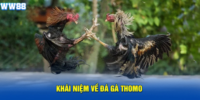 Khái niệm về đá gà Thomo