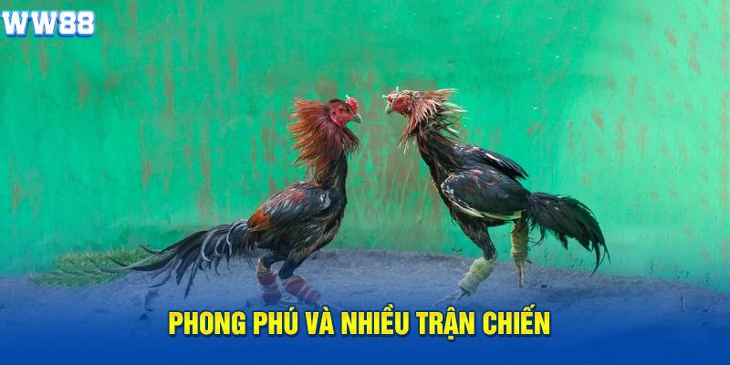 Phong phú và nhiều trận chiến